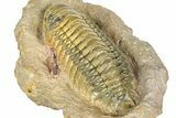 Crotalocephalina Trilobite - Giant For Species #363231-4